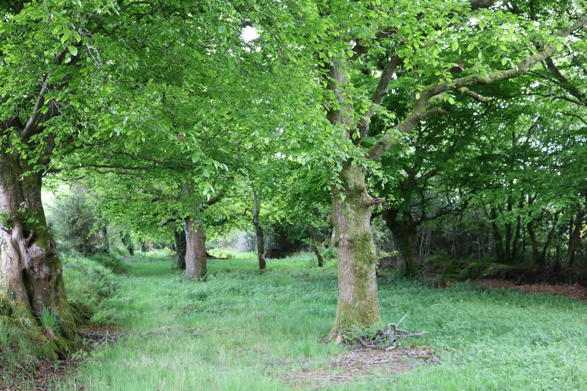 مبيت وإفطار لندنديري Five Oaks المظهر الخارجي الصورة